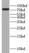 Nuclear FMR1 Interacting Protein 1 antibody, FNab05910, FineTest, Western Blot image 