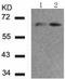 Forkhead Box O4 antibody, TA324038, Origene, Western Blot image 