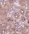 OTU Deubiquitinase 5 antibody, NBP1-76943, Novus Biologicals, Immunohistochemistry frozen image 