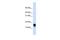 FXYD Domain Containing Ion Transport Regulator 1 antibody, GTX46429, GeneTex, Western Blot image 