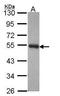 Protein kinase C and casein kinase substrate in neurons protein 3 antibody, PA5-28708, Invitrogen Antibodies, Western Blot image 