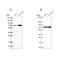 Pescadillo Ribosomal Biogenesis Factor 1 antibody, NBP2-55211, Novus Biologicals, Western Blot image 