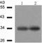 Cyclin Dependent Kinase 6 antibody, TA323941, Origene, Western Blot image 