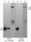 NLR Family CARD Domain Containing 4 antibody, NP5411, ECM Biosciences, Western Blot image 