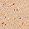 Leucine Rich Repeat Containing 4 antibody, MAB49951, R&D Systems, Immunohistochemistry paraffin image 