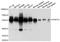 Pre-MRNA Processing Factor 4 antibody, A6052, ABclonal Technology, Western Blot image 