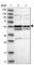 TRNA Methyltransferase 13 Homolog antibody, HPA028494, Atlas Antibodies, Western Blot image 