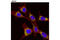 Calreticulin antibody, 12238S, Cell Signaling Technology, Immunofluorescence image 