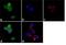 Mitogen-Activated Protein Kinase Kinase Kinase Kinase 1 antibody, LF-MA0211, Invitrogen Antibodies, Immunofluorescence image 