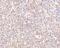 STEAP Family Member 1 antibody, 4303, ProSci, Immunohistochemistry frozen image 