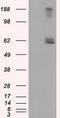 Lipase G, Endothelial Type antibody, TA501083, Origene, Western Blot image 