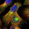 LPS Responsive Beige-Like Anchor Protein antibody, PA5-53986, Invitrogen Antibodies, Immunofluorescence image 