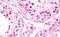 T-Box 1 antibody, MBS248002, MyBioSource, Immunohistochemistry frozen image 