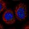 Zinc Finger Protein 296 antibody, NBP2-13565, Novus Biologicals, Immunofluorescence image 