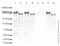 RNA Polymerase II Subunit A antibody, ab5095, Abcam, Western Blot image 