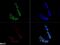 Sirtuin 1 antibody, NBP1-51641, Novus Biologicals, Immunofluorescence image 