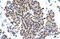 Zinc Finger Protein 318 antibody, 27-621, ProSci, Immunohistochemistry paraffin image 