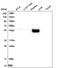 Cytokine Receptor Like Factor 1 antibody, PA5-59733, Invitrogen Antibodies, Western Blot image 