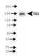 TEK Receptor Tyrosine Kinase antibody, PA5-23082, Invitrogen Antibodies, Western Blot image 