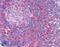 TPD52 Like 1 antibody, 45-454, ProSci, Western Blot image 