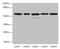 RB Binding Protein 4, Chromatin Remodeling Factor antibody, LS-C377295, Lifespan Biosciences, Western Blot image 