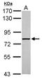 ATP Binding Cassette Subfamily F Member 3 antibody, NBP2-15227, Novus Biologicals, Western Blot image 