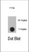 Ribosomal Protein S6 Kinase A1 antibody, abx031993, Abbexa, Western Blot image 