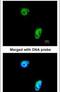 Tousled Like Kinase 1 antibody, PA5-27808, Invitrogen Antibodies, Immunofluorescence image 