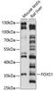 Forkhead Box S1 antibody, 15-691, ProSci, Western Blot image 
