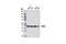 Paired Box 5 antibody, 8970S, Cell Signaling Technology, Western Blot image 