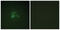 Mucin 1, Cell Surface Associated antibody, 79-825, ProSci, Immunofluorescence image 