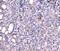 SRSF Protein Kinase 3 antibody, PA5-50795, Invitrogen Antibodies, Immunohistochemistry paraffin image 