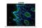 CD184 antibody, ARP30799_P050, Aviva Systems Biology, Immunohistochemistry frozen image 