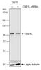 Chromosome Segregation 1 Like antibody, NBP2-43609, Novus Biologicals, Western Blot image 