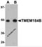 Transmembrane Protein 184B antibody, 5683, ProSci Inc, Western Blot image 