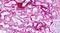 Neuropeptide Y Receptor Y1 antibody, PA5-33988, Invitrogen Antibodies, Immunohistochemistry frozen image 