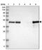 TSC22 Domain Family Member 4 antibody, PA5-52342, Invitrogen Antibodies, Western Blot image 