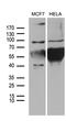NLR Family Member X1 antibody, M04980, Boster Biological Technology, Western Blot image 