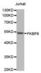 FKBP Prolyl Isomerase 8 antibody, abx001174, Abbexa, Western Blot image 