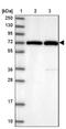 RAN Binding Protein 3 antibody, NBP1-92315, Novus Biologicals, Western Blot image 