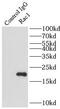 Rac Family Small GTPase 1 antibody, FNab07065, FineTest, Immunoprecipitation image 