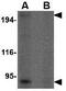 RANBP2 Like And GRIP Domain Containing 6 antibody, GTX85401, GeneTex, Western Blot image 