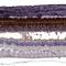 Retinol Binding Protein 3 antibody, NBP2-58952, Novus Biologicals, Immunohistochemistry paraffin image 