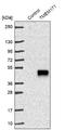 Transmembrane Protein 171 antibody, NBP1-80876, Novus Biologicals, Western Blot image 