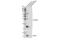 Transthyretin antibody, 29872S, Cell Signaling Technology, Western Blot image 