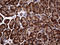 Autophagy Related 16 Like 1 antibody, LS-C795016, Lifespan Biosciences, Immunohistochemistry paraffin image 