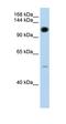 Pumilio RNA Binding Family Member 2 antibody, orb330147, Biorbyt, Western Blot image 