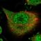 RNA Binding Motif Protein 41 antibody, NBP1-83788, Novus Biologicals, Immunofluorescence image 