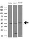 Nucleoporin 43 antibody, LS-C340322, Lifespan Biosciences, Western Blot image 