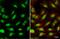 Bromodomain Containing 9 antibody, GTX121386, GeneTex, Immunofluorescence image 
